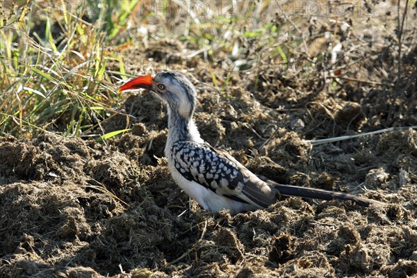 Red-billed hornbill