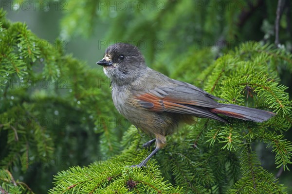 Siberian Jay