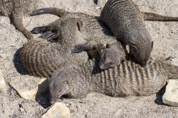 Snuggling banded mongooses