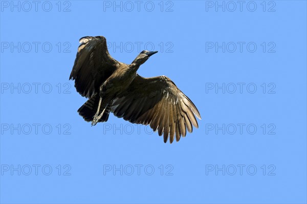 Hamerkop