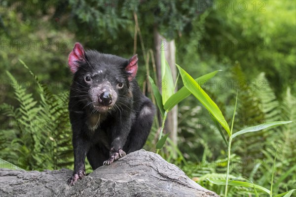 Tasmanian devil