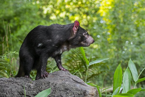 Tasmanian devil