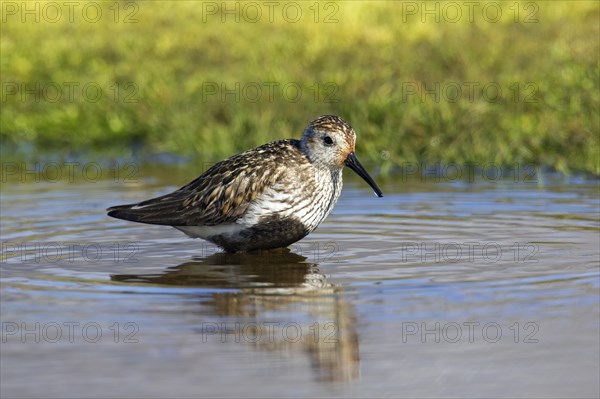 Dunlin