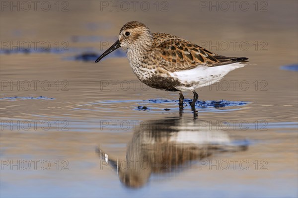 Dunlin