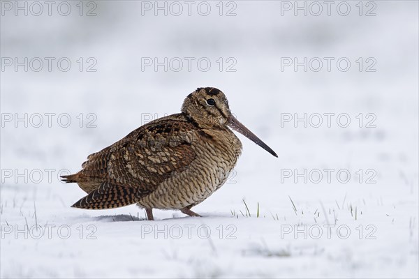 Eurasian woodcock