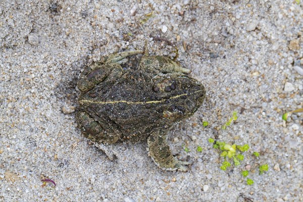 Natterjack toad