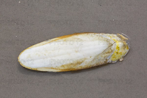 Cuttlebone washed ashore on sandy beach