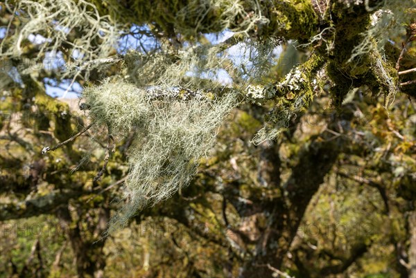 Tree moss and lichen Wistman's Wood