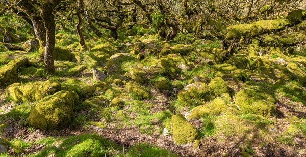 Trees in upland oakwood moss covered granite boulders