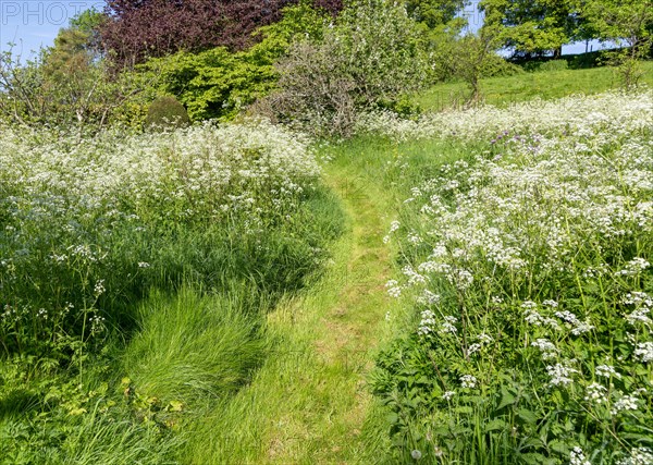 Cow parsley