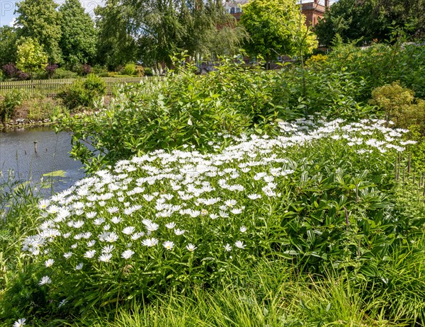 Shasta daisy