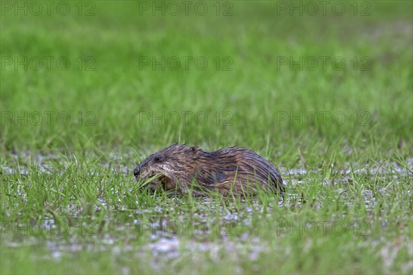 Muskrat