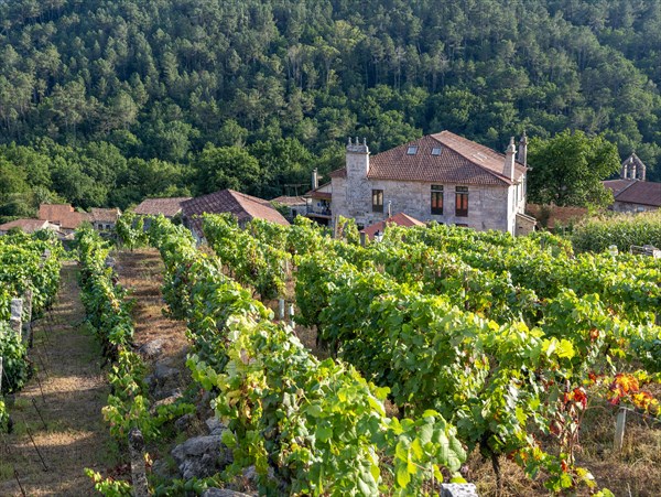 Grapes growing on grapevines