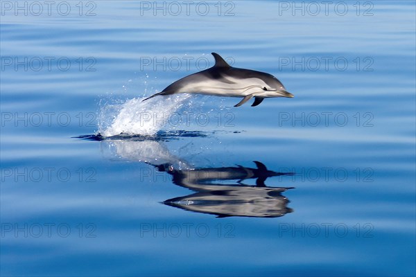 Pacific Dolphin Spinner Dolphin