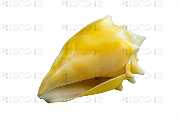 Florida fighting conch