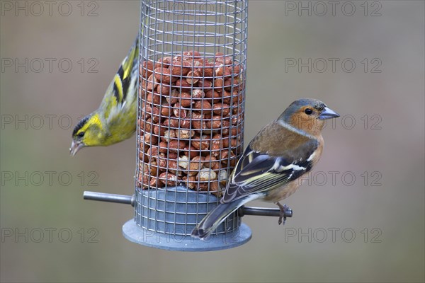 European siskin