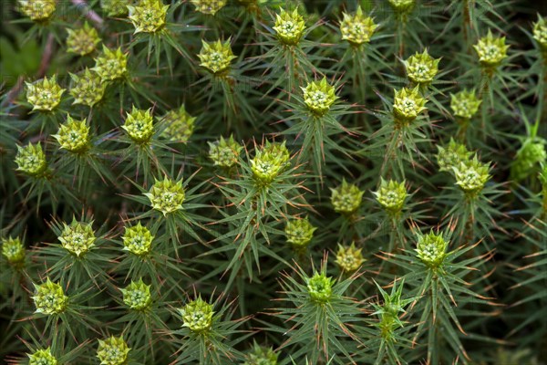 Juniper haircap