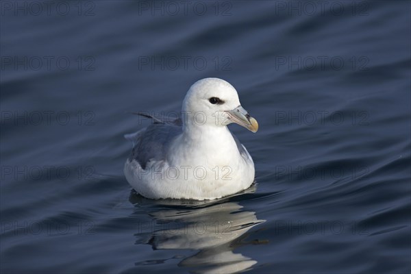 Northern fulmar