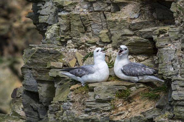 Northern fulmars