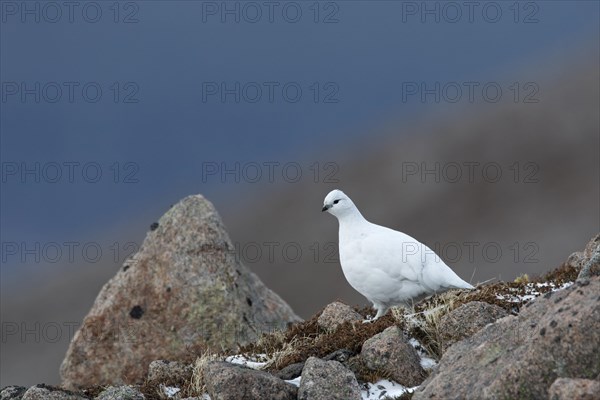 Rock ptarmigan