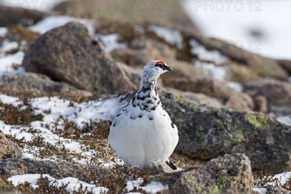 Rock ptarmigan