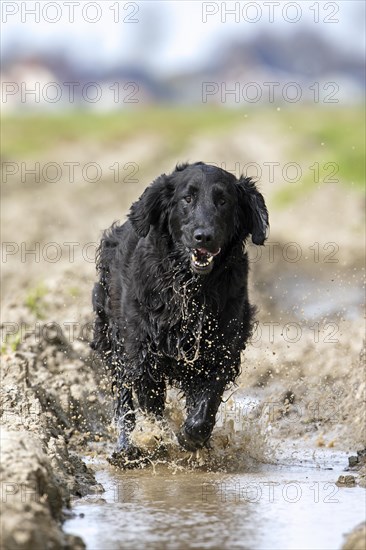 Black flat-coated retriever