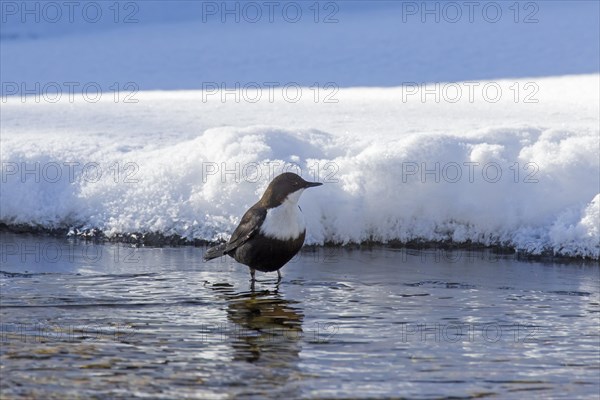 White-throated dipper