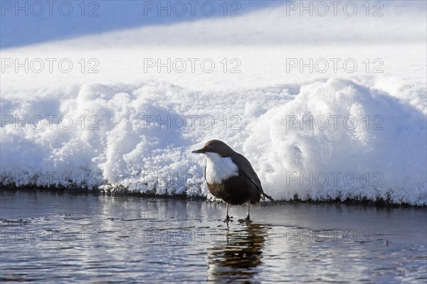 White-throated dipper