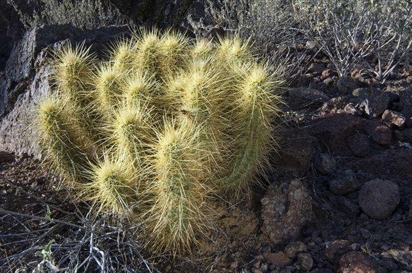 Golden hedgehog cactus