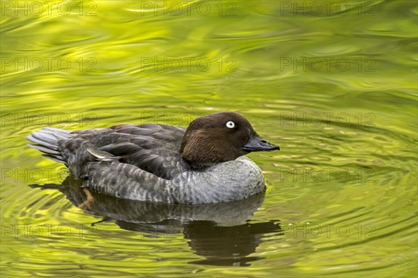 Common goldeneye