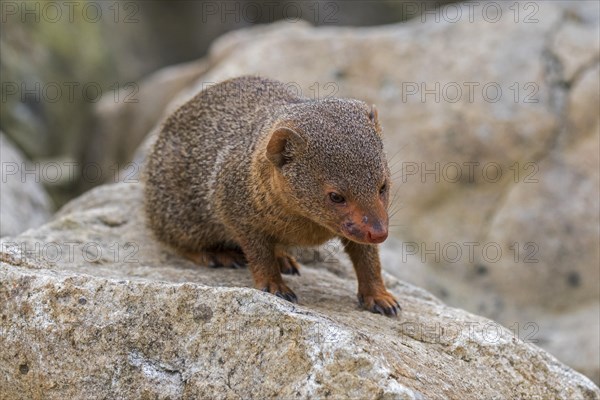 Common dwarf mongoose