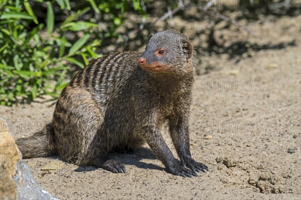 Banded mongoose