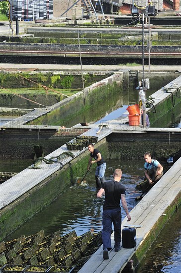 Oyster pits at Yerseke along the Oosterschelde