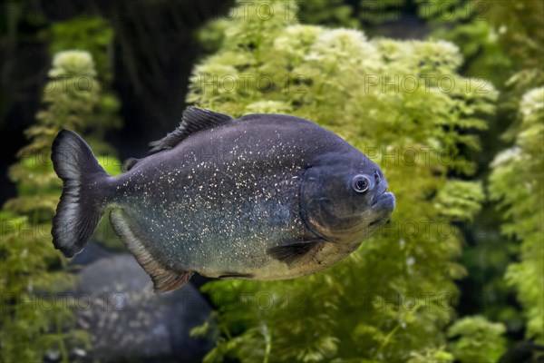 Red-bellied piranha