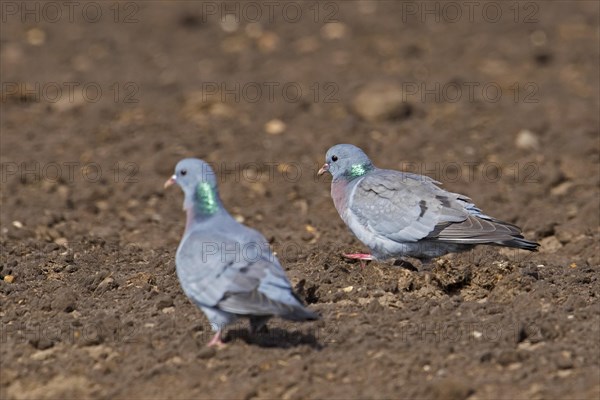 Two stock doves