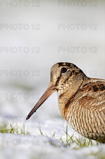 Eurasian woodcock