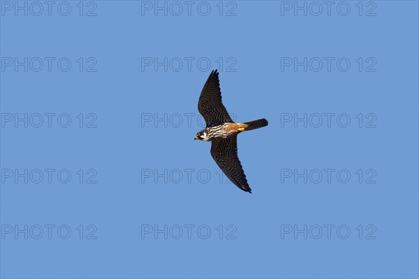 Eurasian hobby