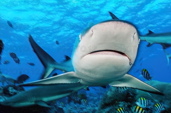 Close-up of head of grey reef shark