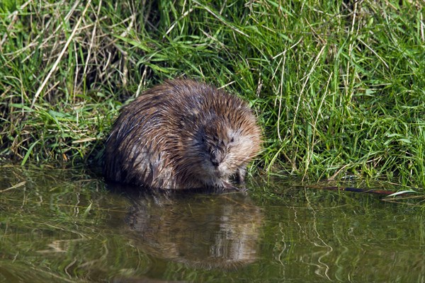 Muskrat