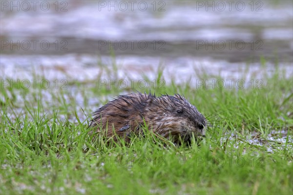 Muskrat