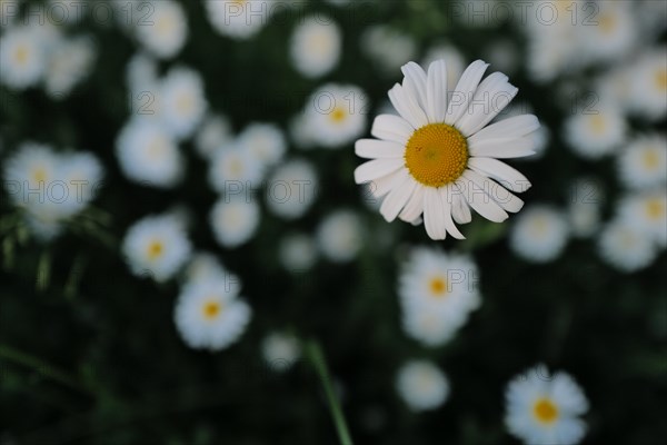 Lovely ox-eye daisies