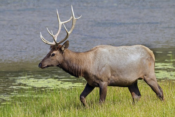 Elk