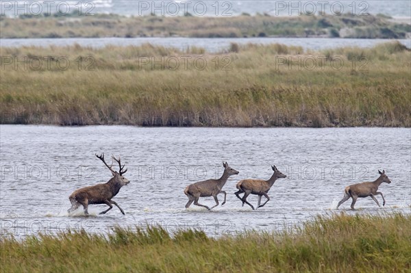 Red deer stag with females in the dunes along the Baltic Sea