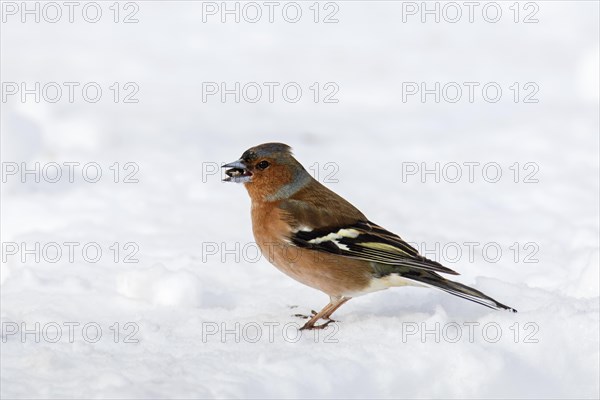 Common chaffinch