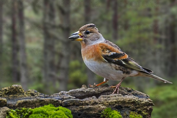 Brambling