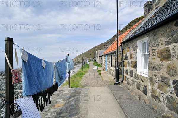 Crovie