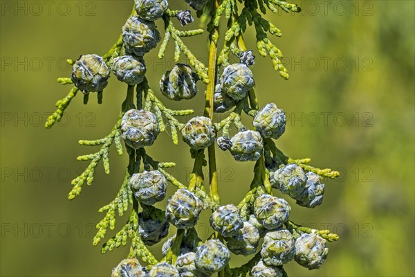 Port Orford cedar