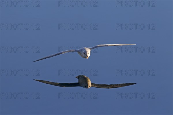 Northern fulmar