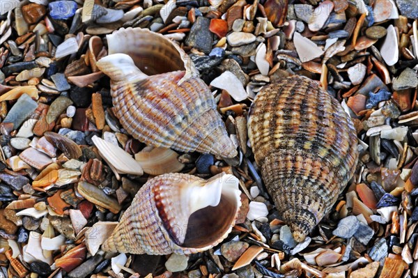 Netted dog whelk