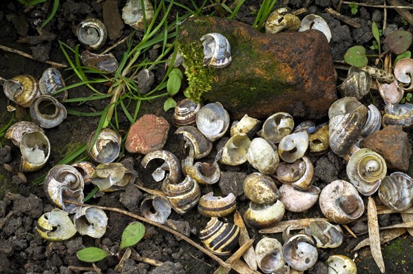 Anvil stone and broken shells of grove snails